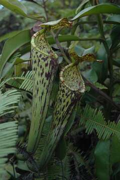 Image of Nepenthes stenophylla Mast.