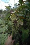 Image of Nepenthes stenophylla Mast.