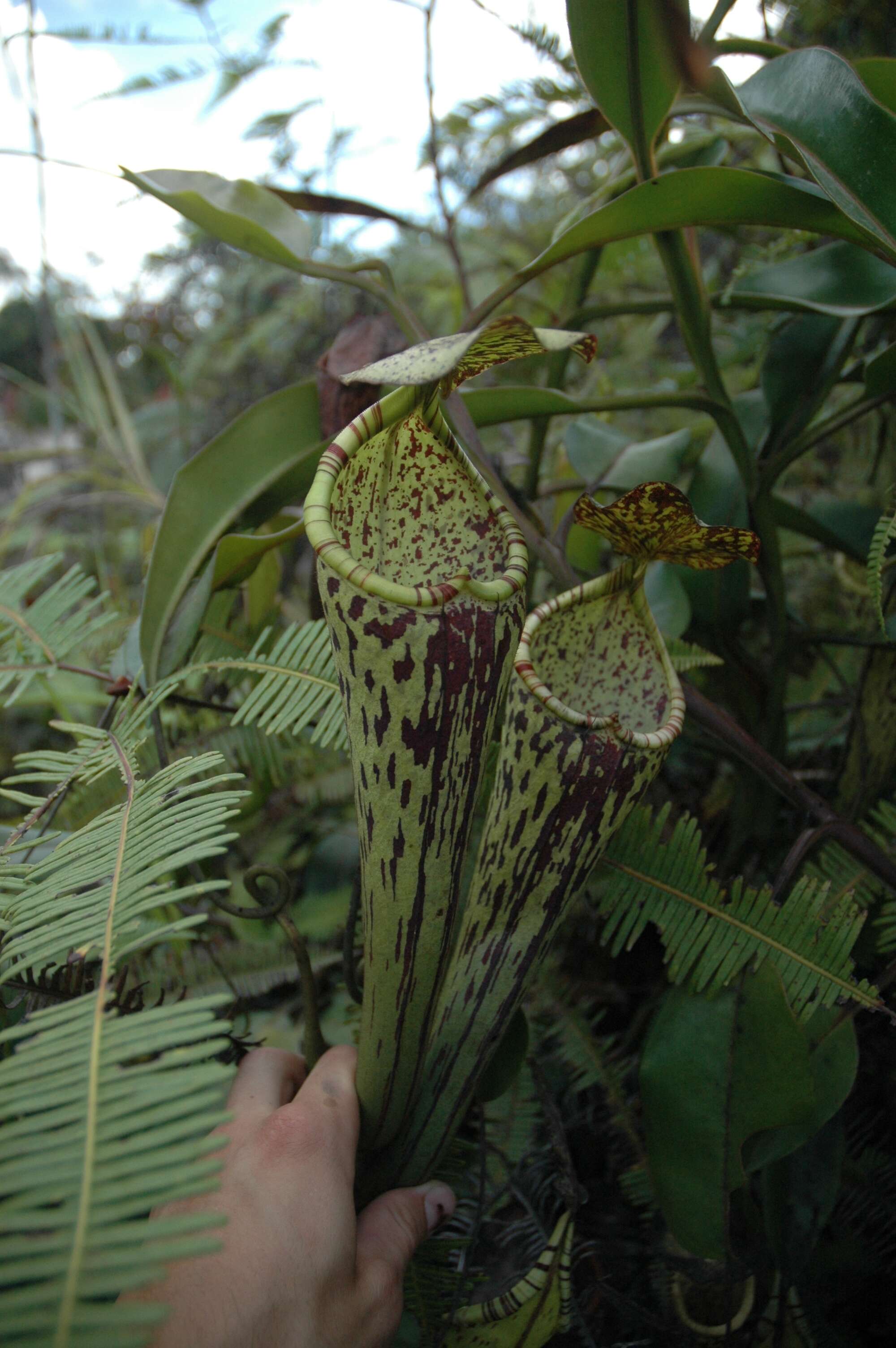 Image of Nepenthes stenophylla Mast.