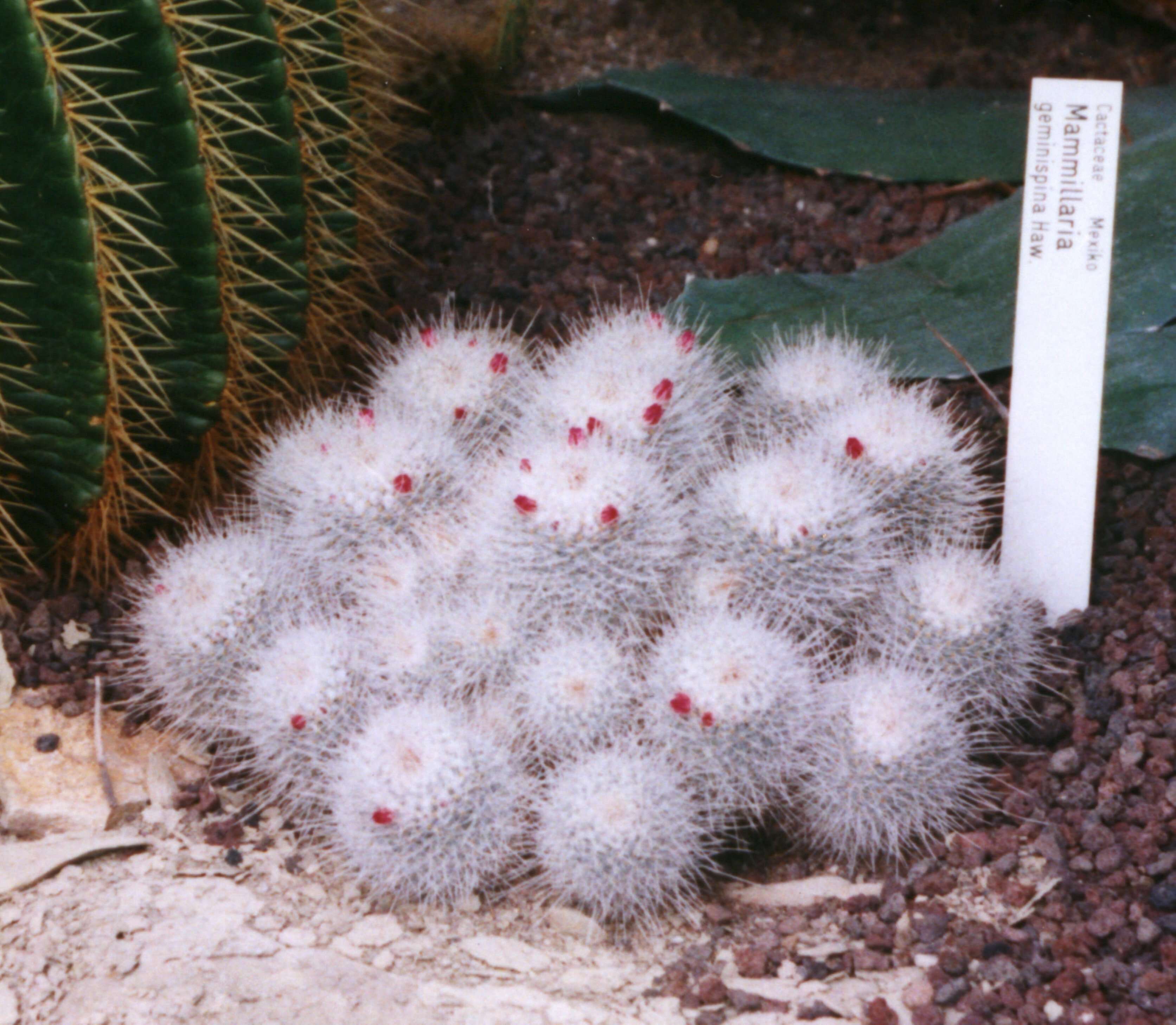 Image of Mammillaria geminispina Haw.