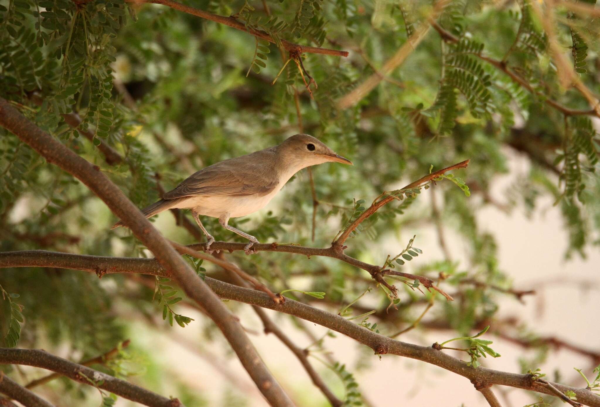 Image of Western Olivaceous Warbler