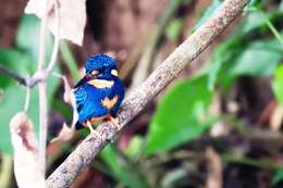 Image of Dwarf River Kingfisher