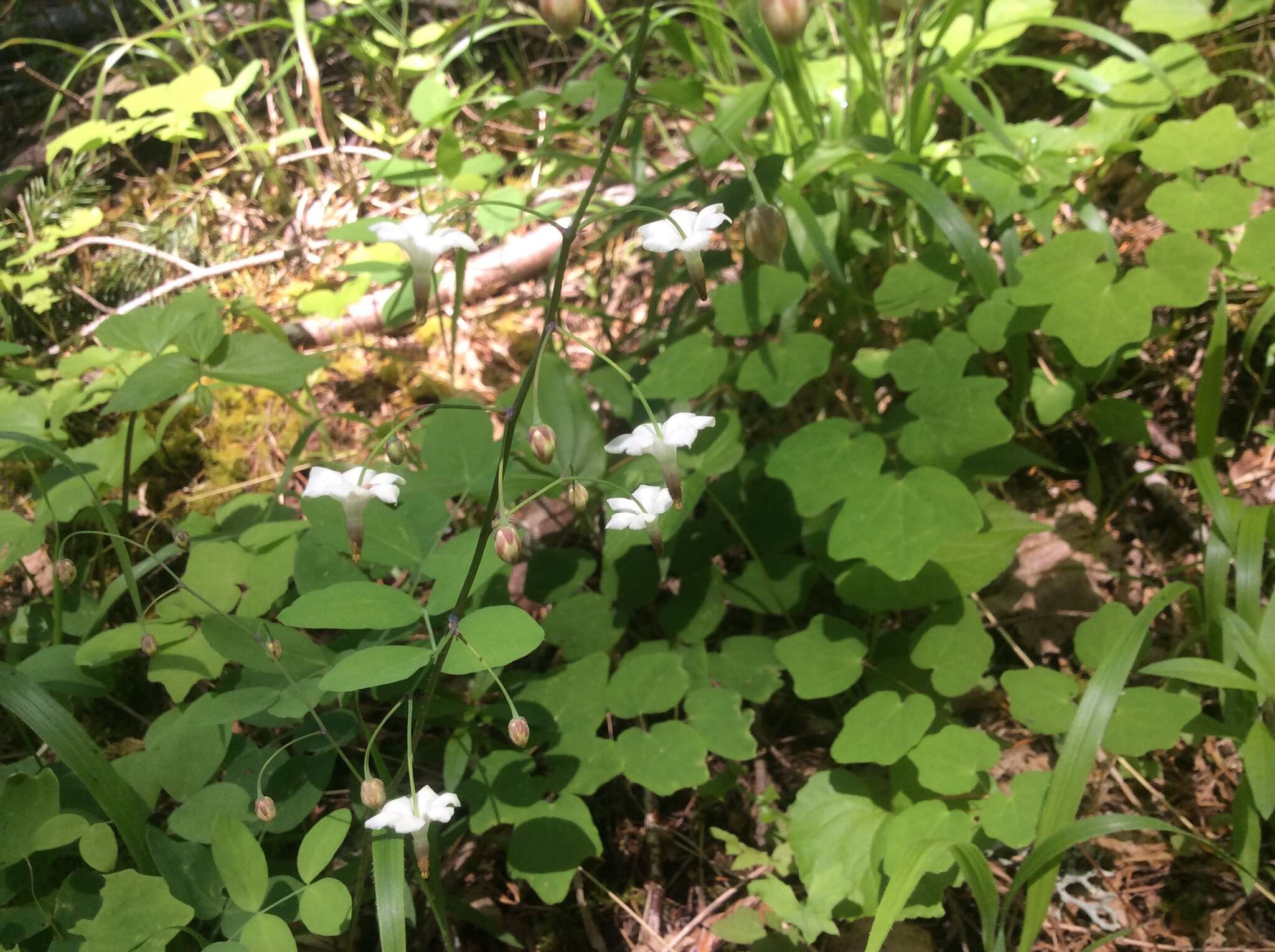 Image of White inside-out-flower