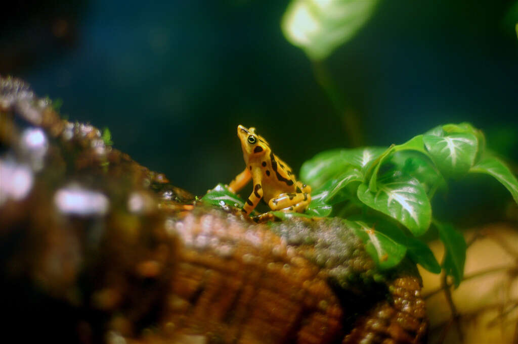 Image of Golden arrow poison frog