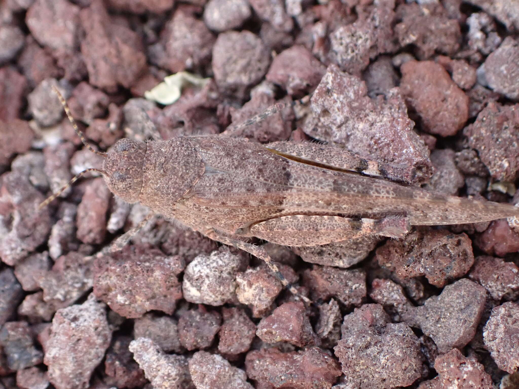 Image of Sphingonotus (Neosphingonotus) pachecoi (Bolívar & I. 1908)