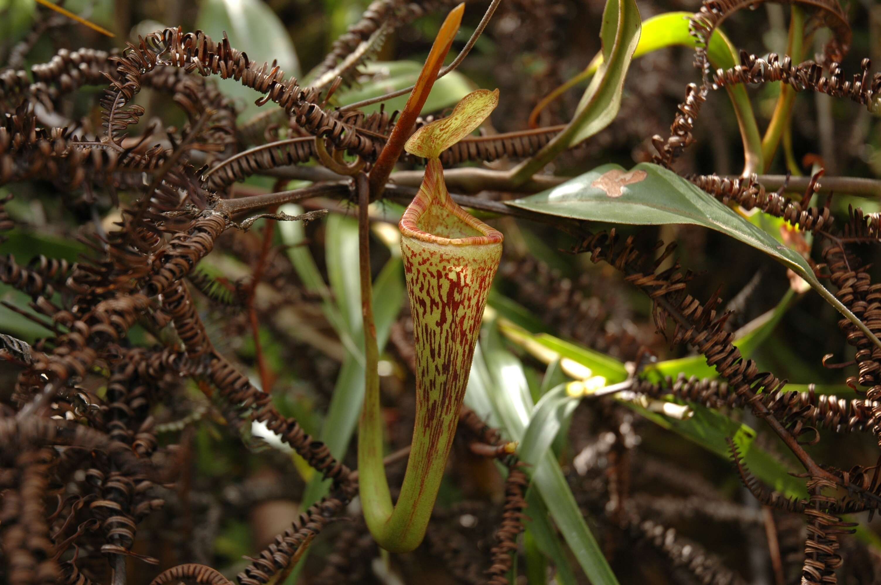 Image of Nepenthes vogelii Schuit. & de Vogel