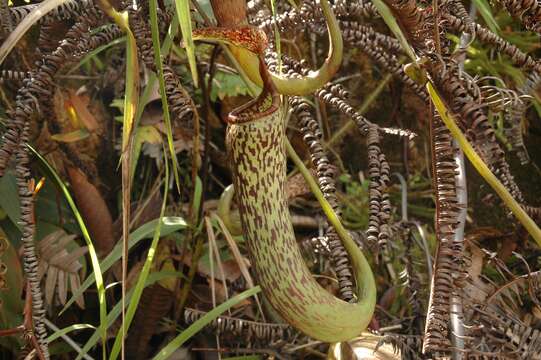 Image of Nepenthes vogelii Schuit. & de Vogel