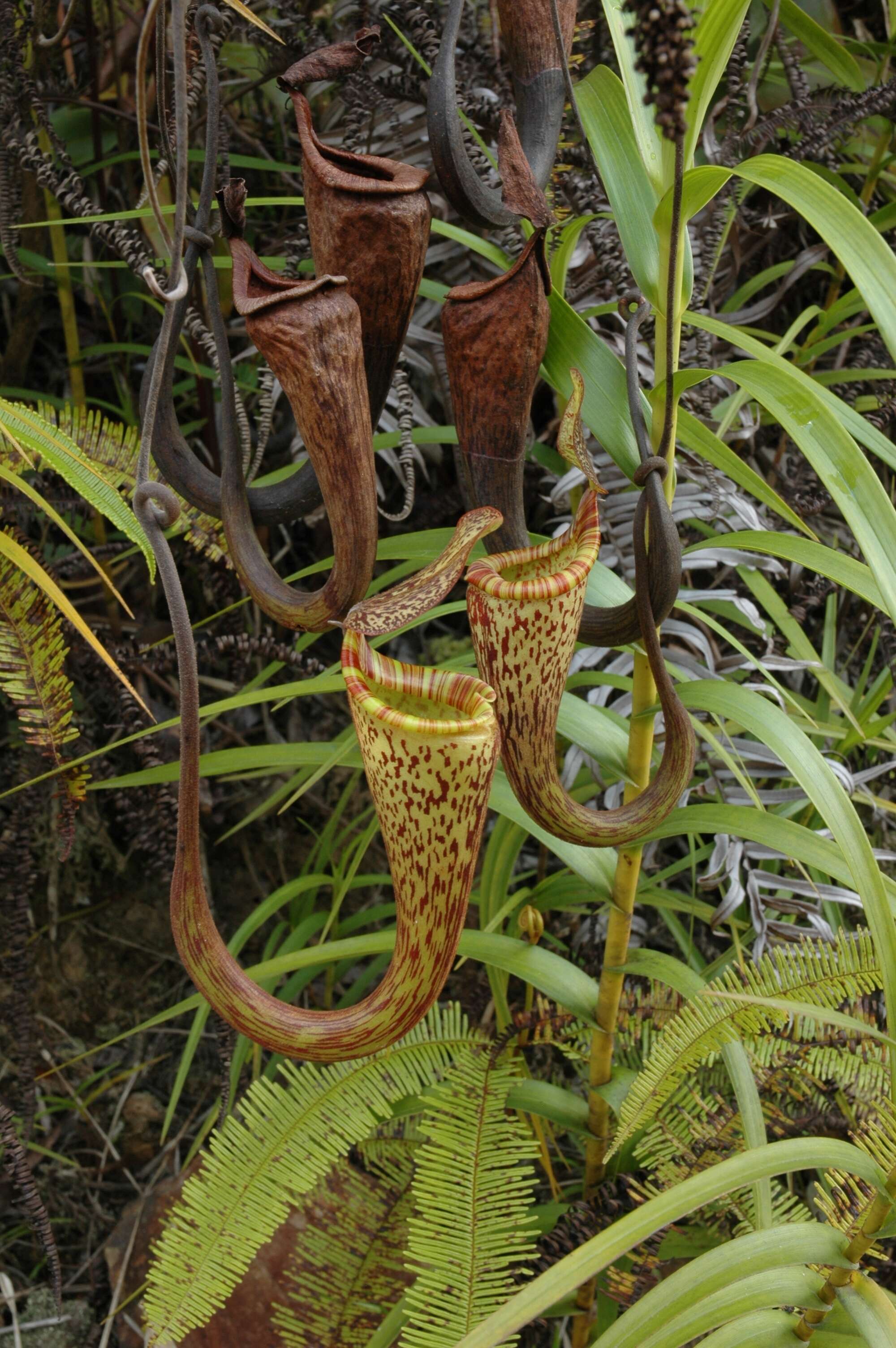 Image of Nepenthes vogelii Schuit. & de Vogel