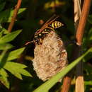 Image of Polistes associus Kohl 1898