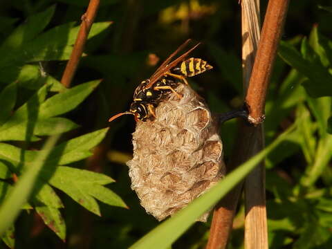 Image de Polistes associus Kohl 1898