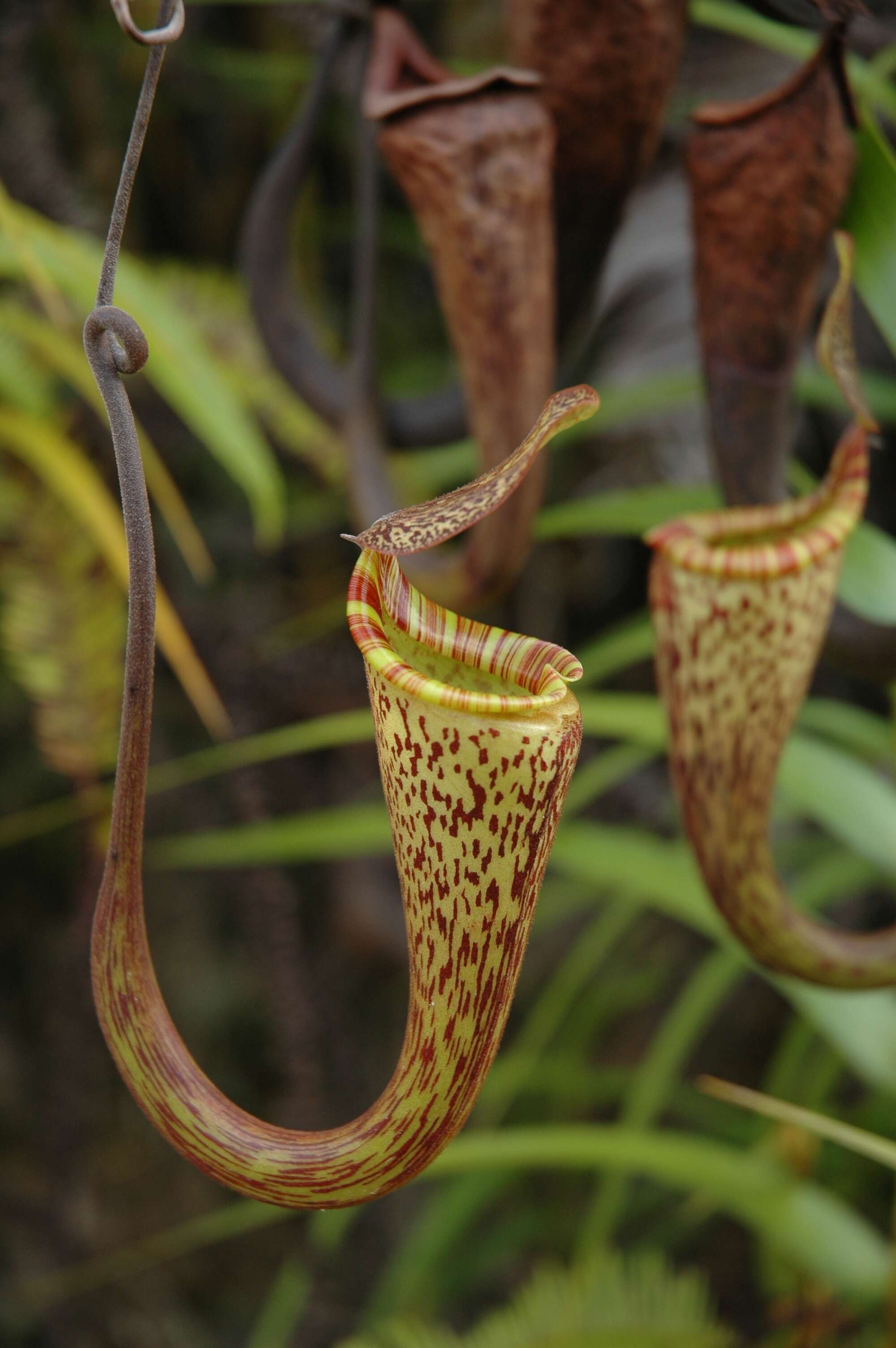 Image of Nepenthes vogelii Schuit. & de Vogel