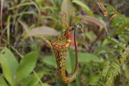Image of Nepenthes vogelii Schuit. & de Vogel