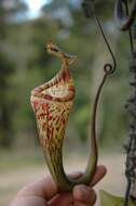 Image of Nepenthes vogelii Schuit. & de Vogel