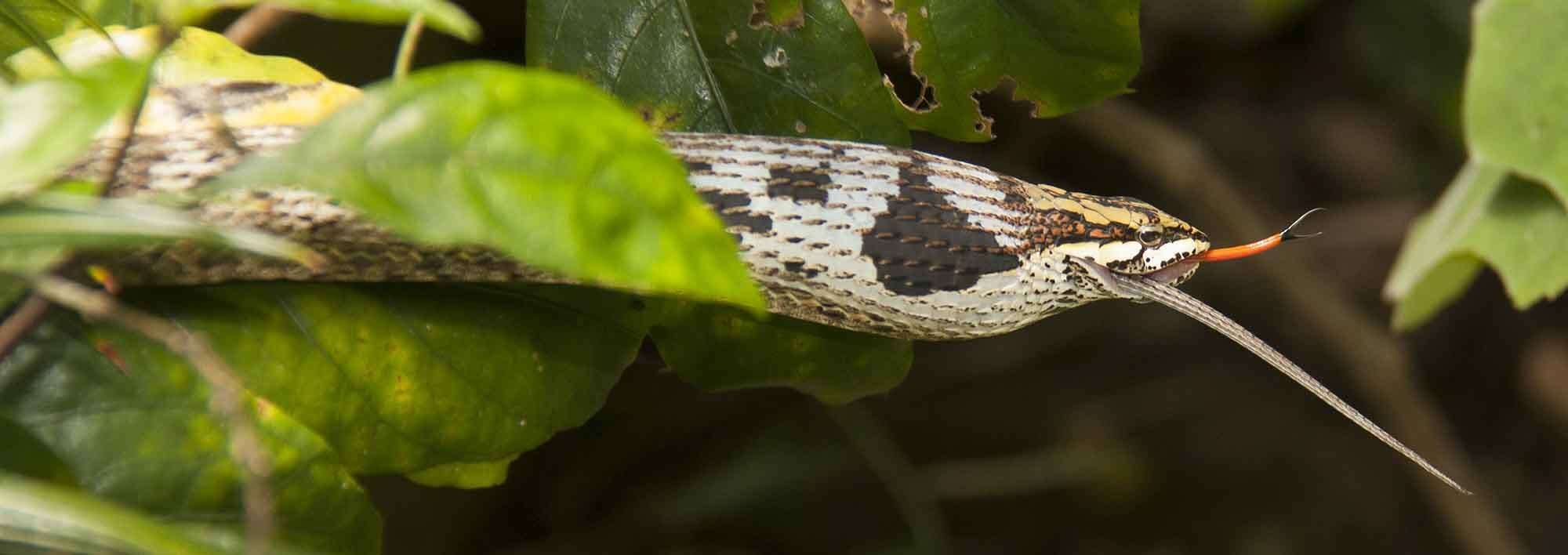 Imagem de Thelotornis capensis capensis A. Smith 1849