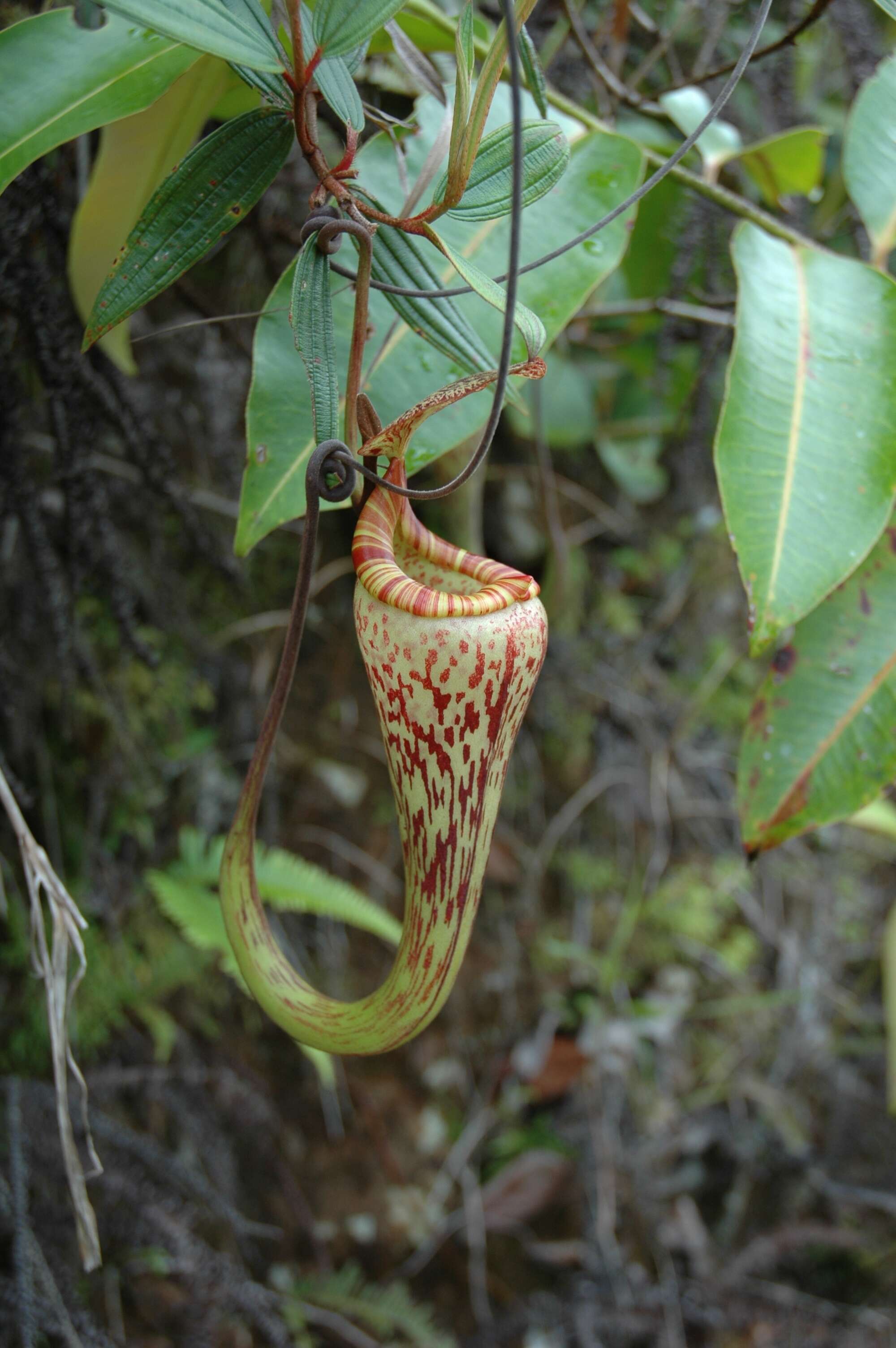 Image of Nepenthes vogelii Schuit. & de Vogel