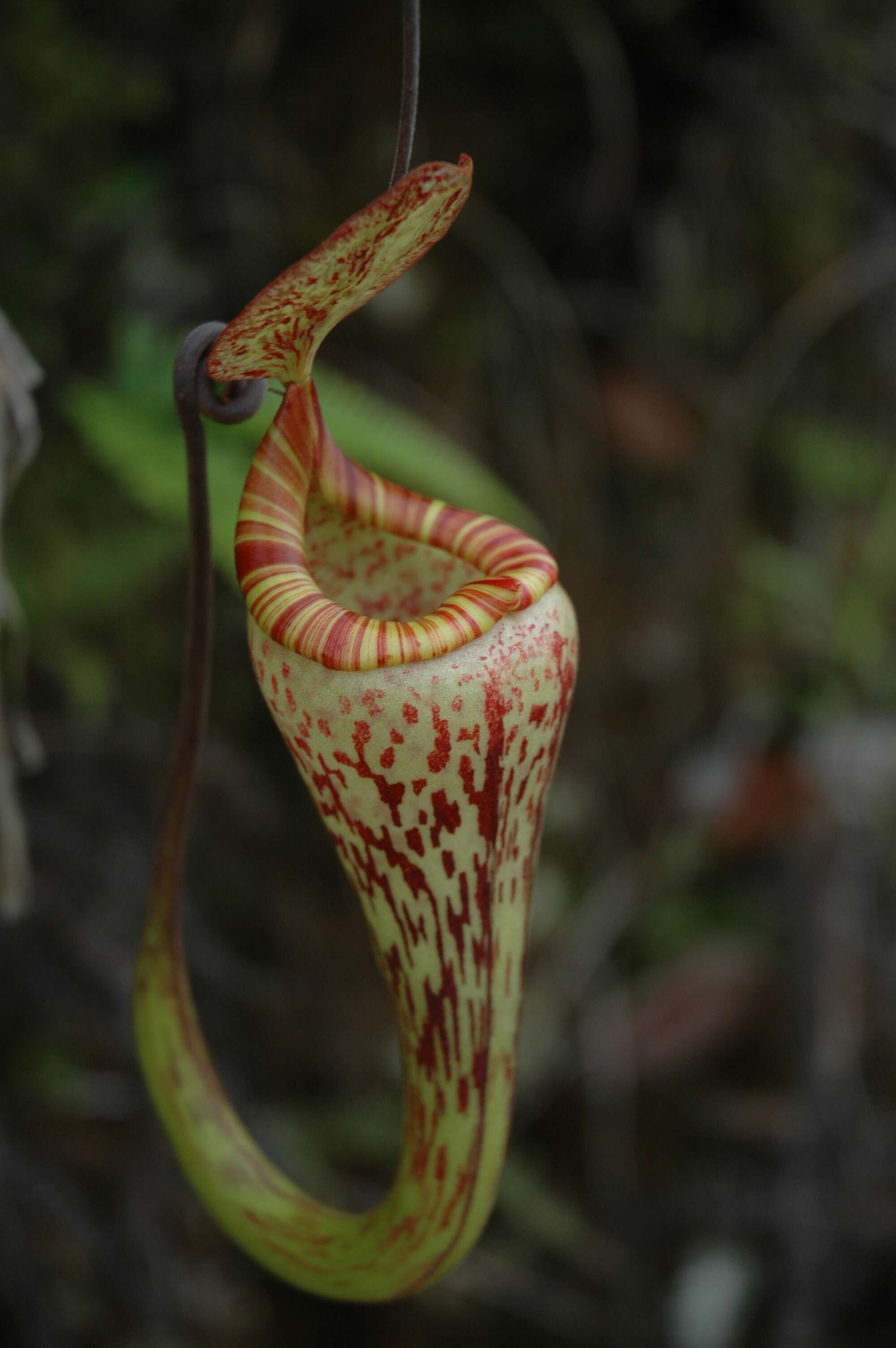 Image of Nepenthes vogelii Schuit. & de Vogel