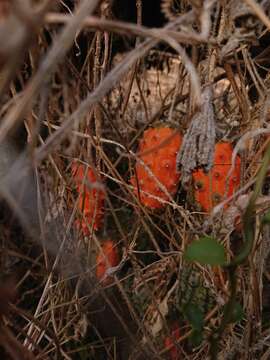 Image of African horned cucumber