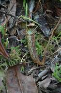 Image of Nepenthes vogelii Schuit. & de Vogel