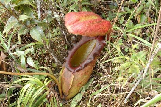 Image of Giant Malaysian Pitcher Plant