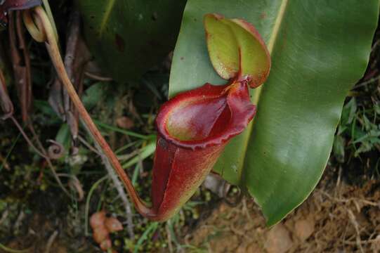 Image of Giant Malaysian Pitcher Plant