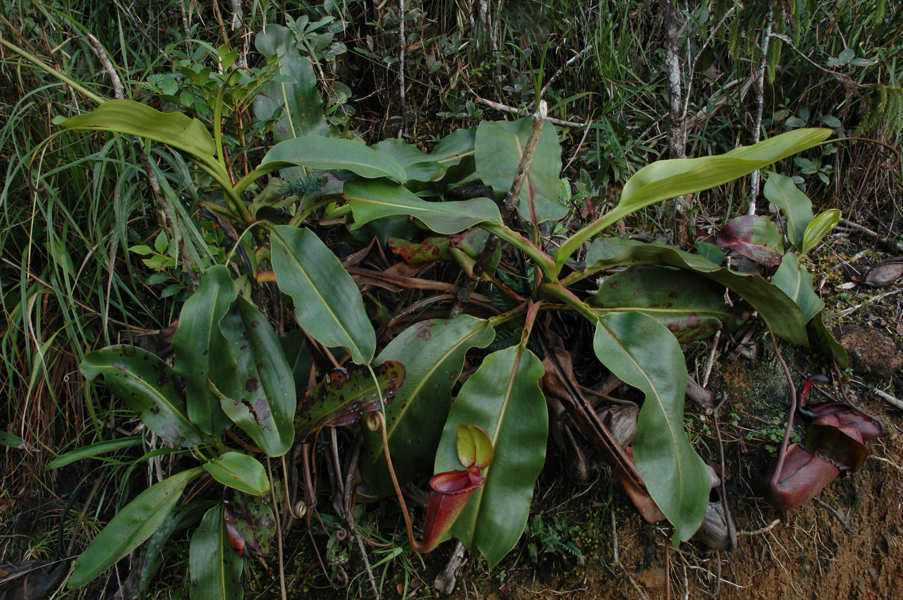 Image of Giant Malaysian Pitcher Plant