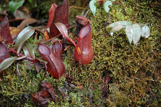 Слика од Nepenthes tentaculata Hook. fil.