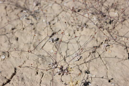 Image of Pahrump Valley buckwheat