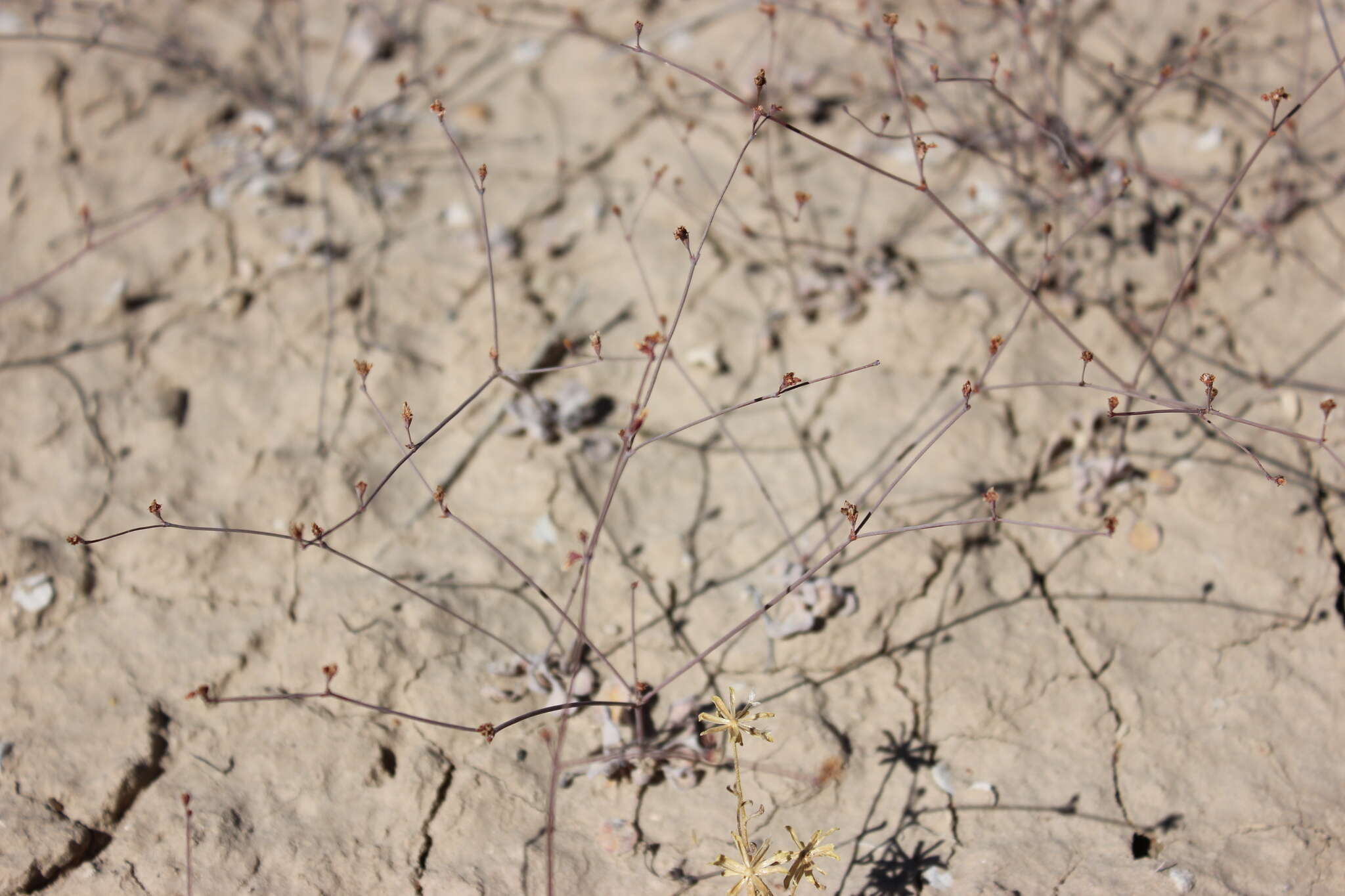 Image of Pahrump Valley buckwheat