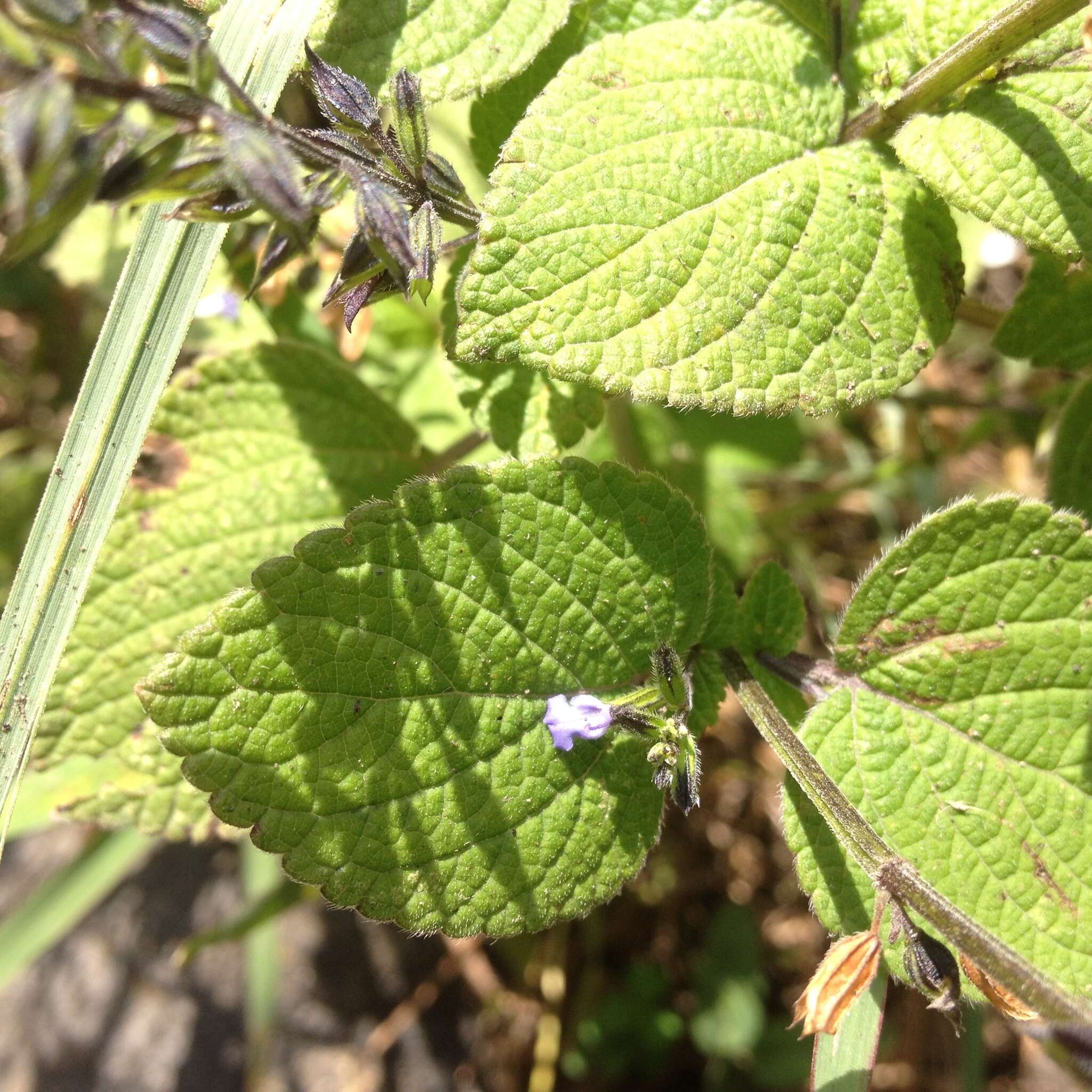 Imagem de Salvia tiliifolia Vahl