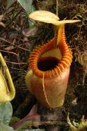 Слика од Nepenthes villosa Hook. fil.