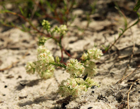 Image of Woody wireweed