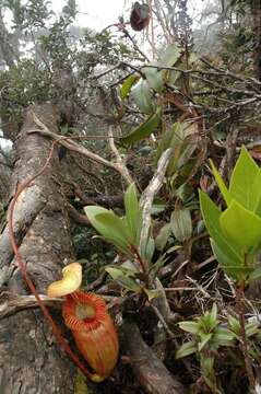 Image of Pitcher plant