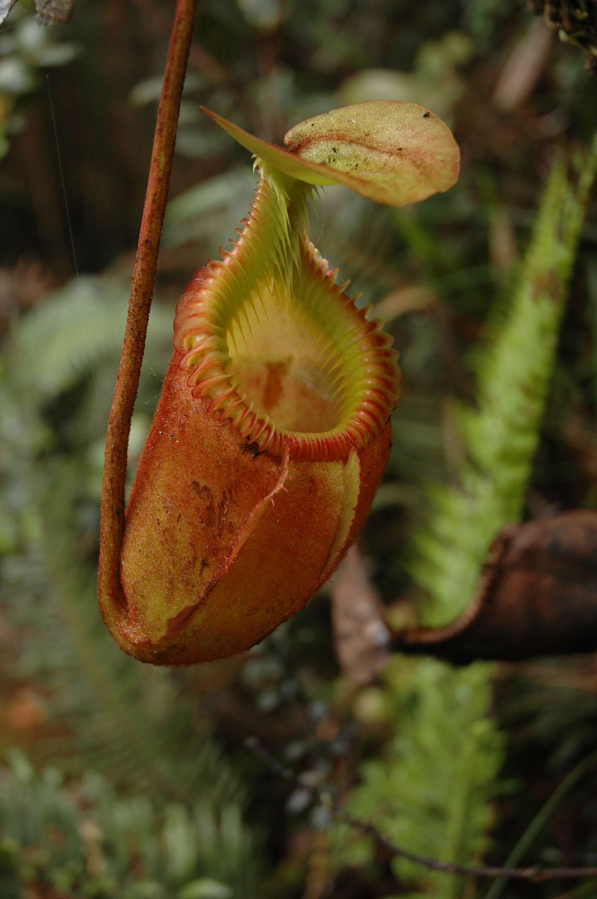 Слика од Nepenthes villosa Hook. fil.