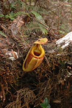 Image of Pitcher plant