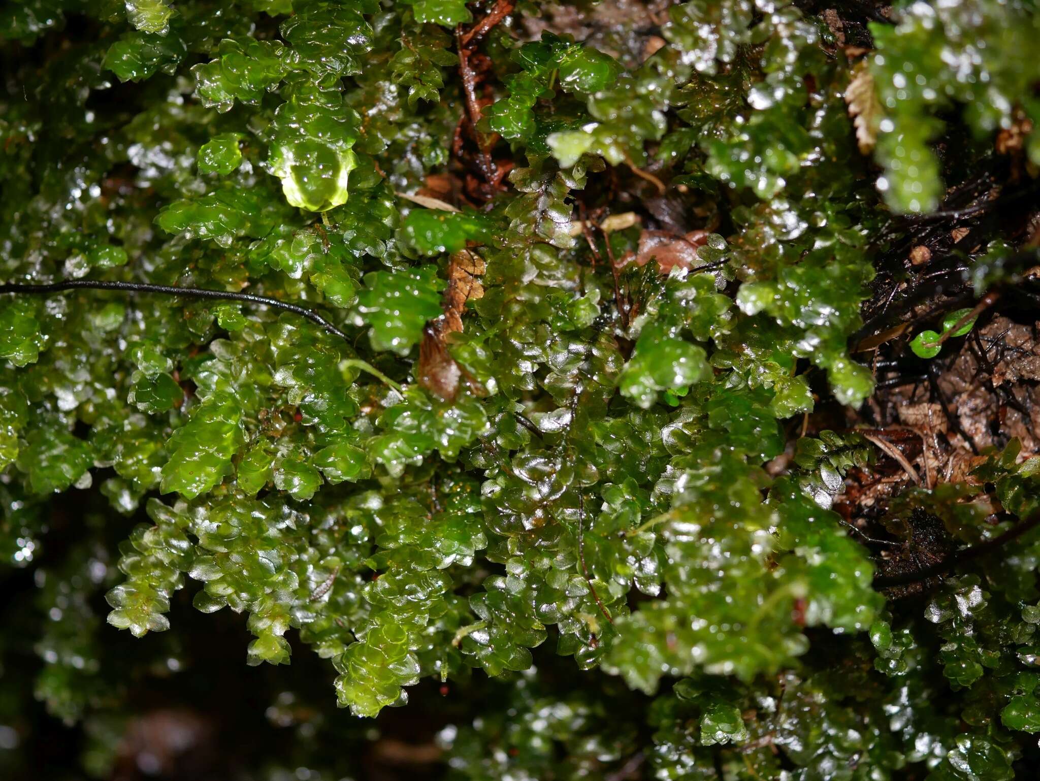 Image of Calyptrochaeta cristata Desvaux 1825