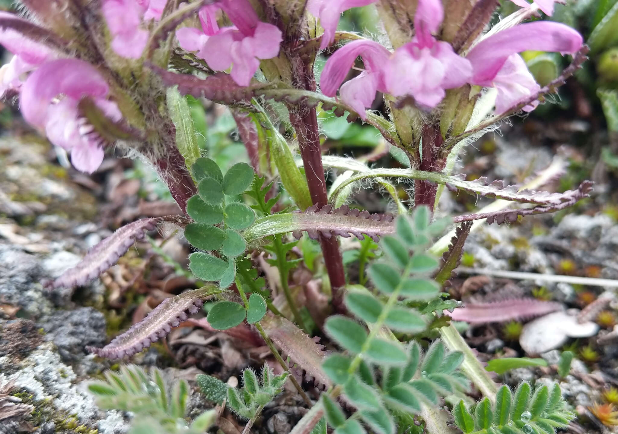 Image of Langsdorf's lousewort