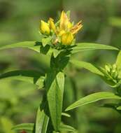 Image of great St. Johnswort