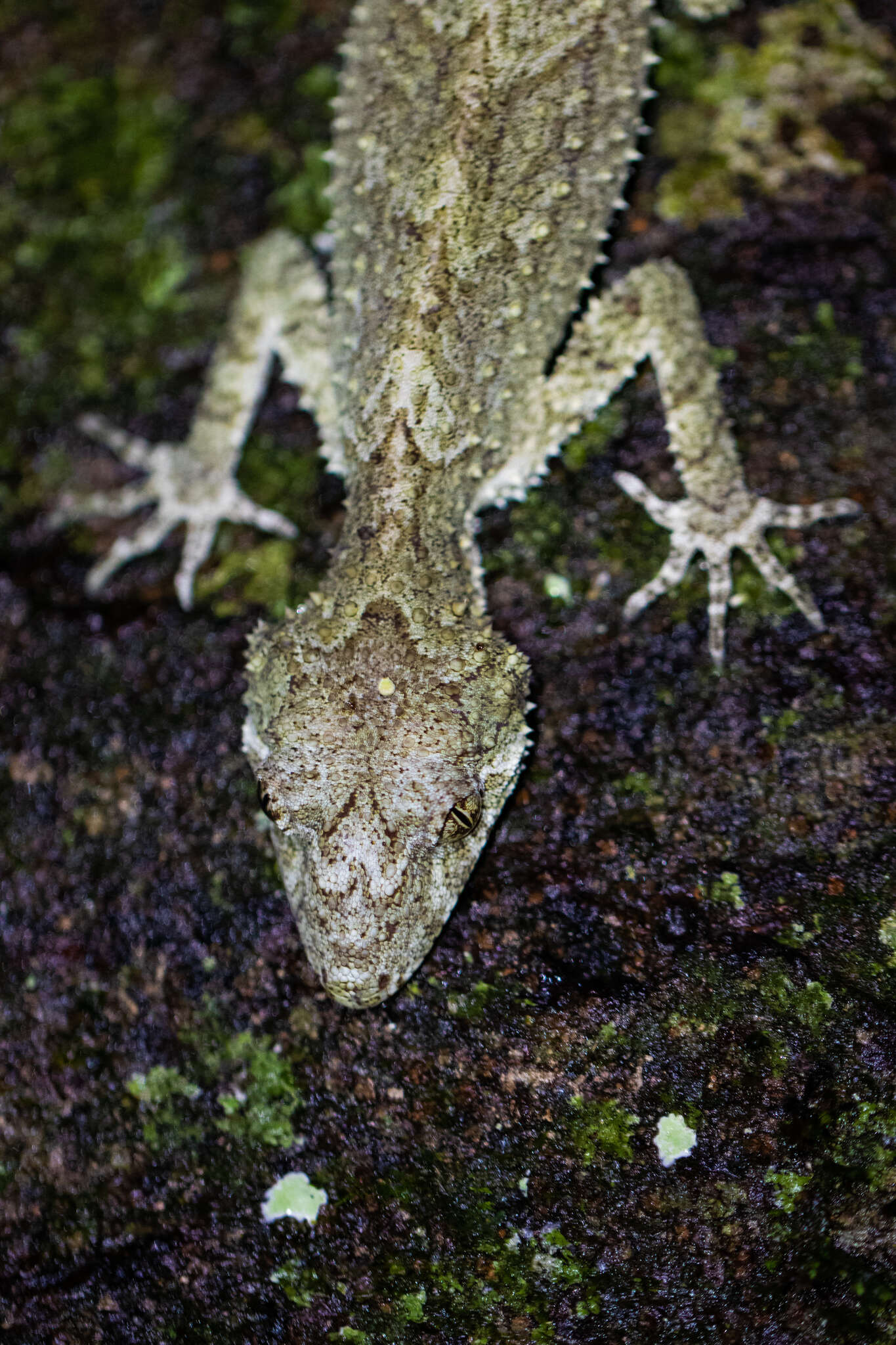 Image of Southern Leaf-tailed Gecko