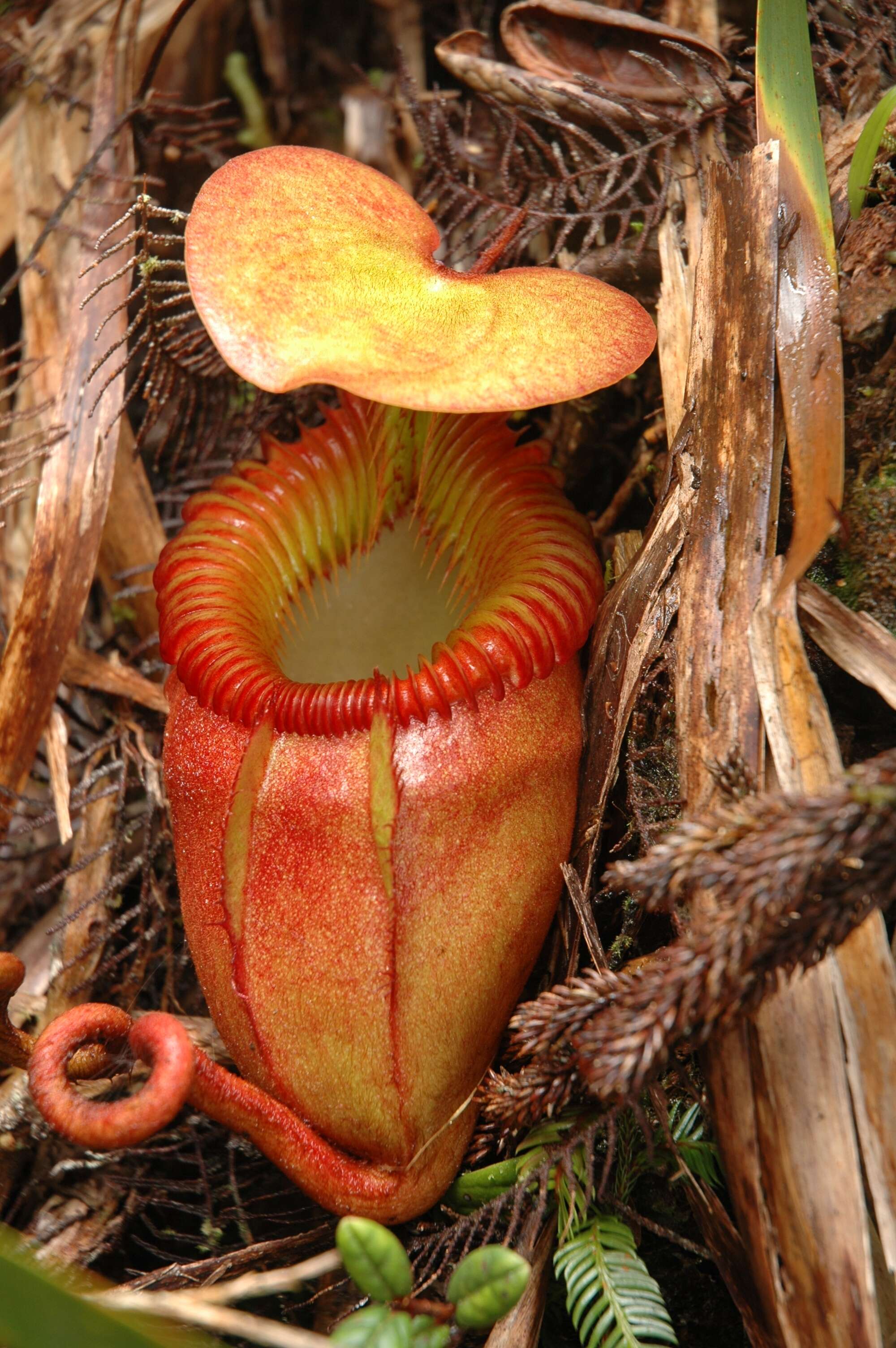 Слика од Nepenthes villosa Hook. fil.