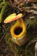 Слика од Nepenthes villosa Hook. fil.