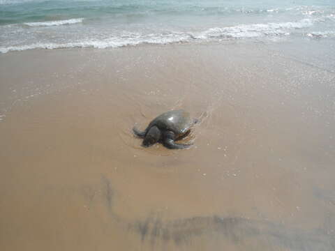 Image of Ridley sea turtles