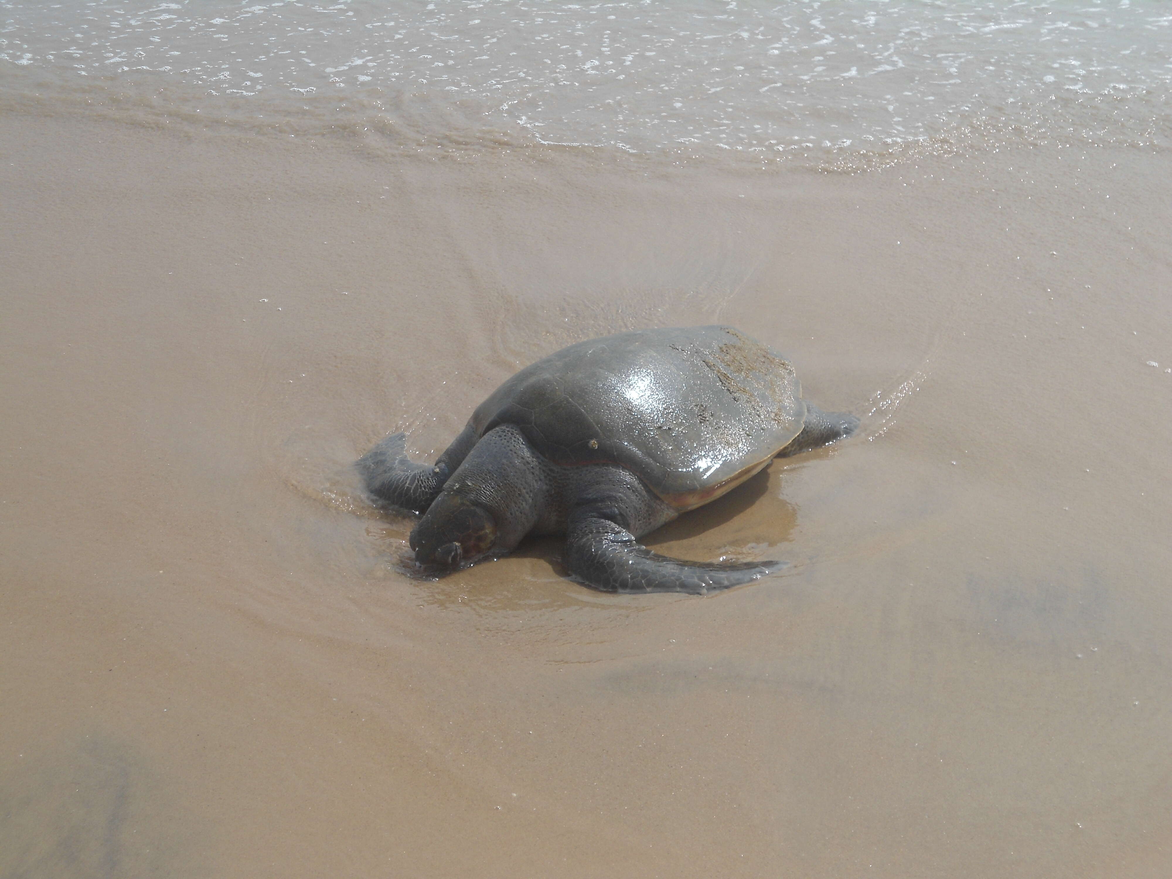 Image of Ridley sea turtles