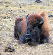 Image of American Bison