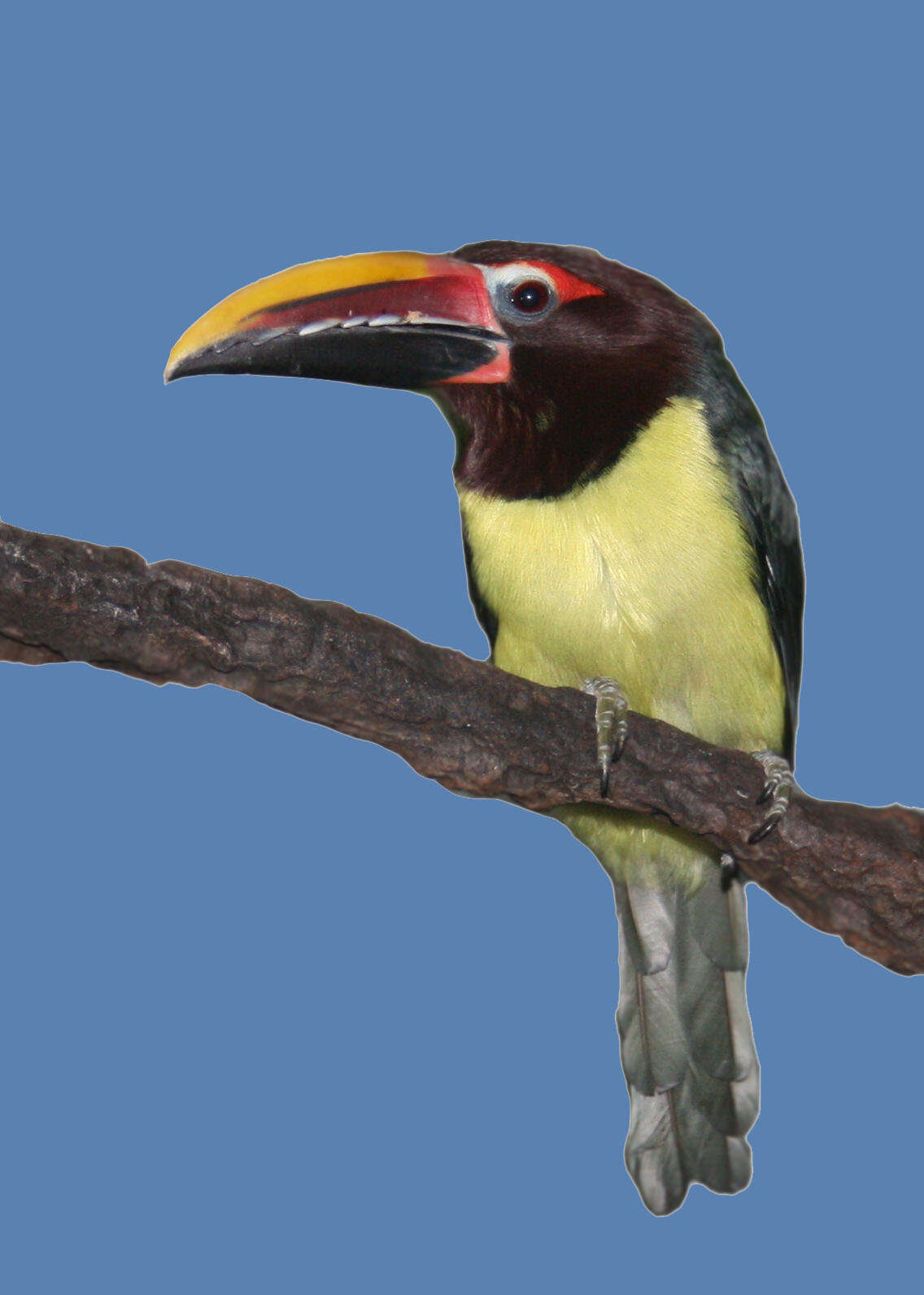 Image of Green Aracari