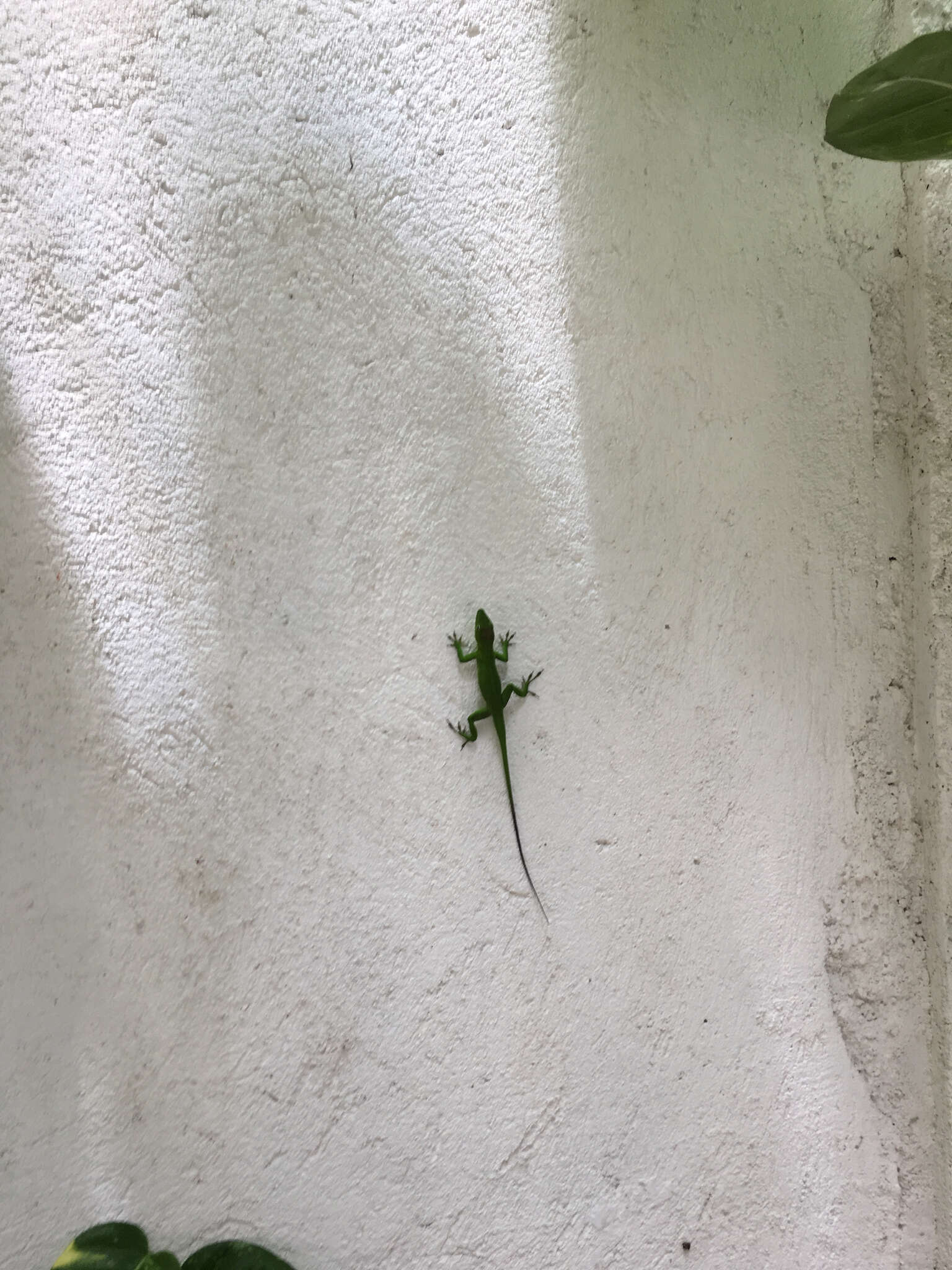 Image of Jamaican giant anole