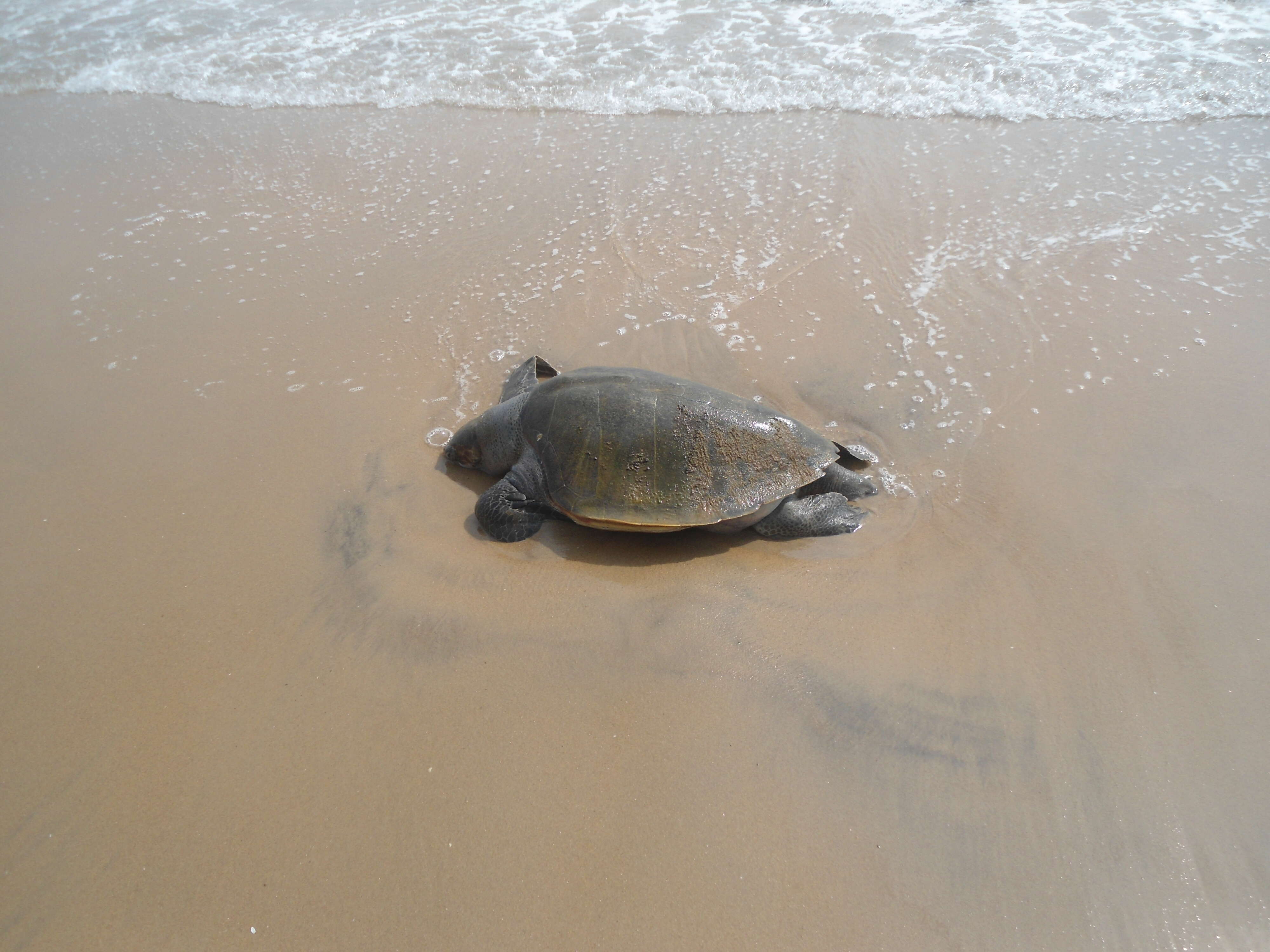 Image of Ridley sea turtles