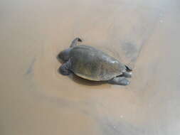 Image of Ridley sea turtles