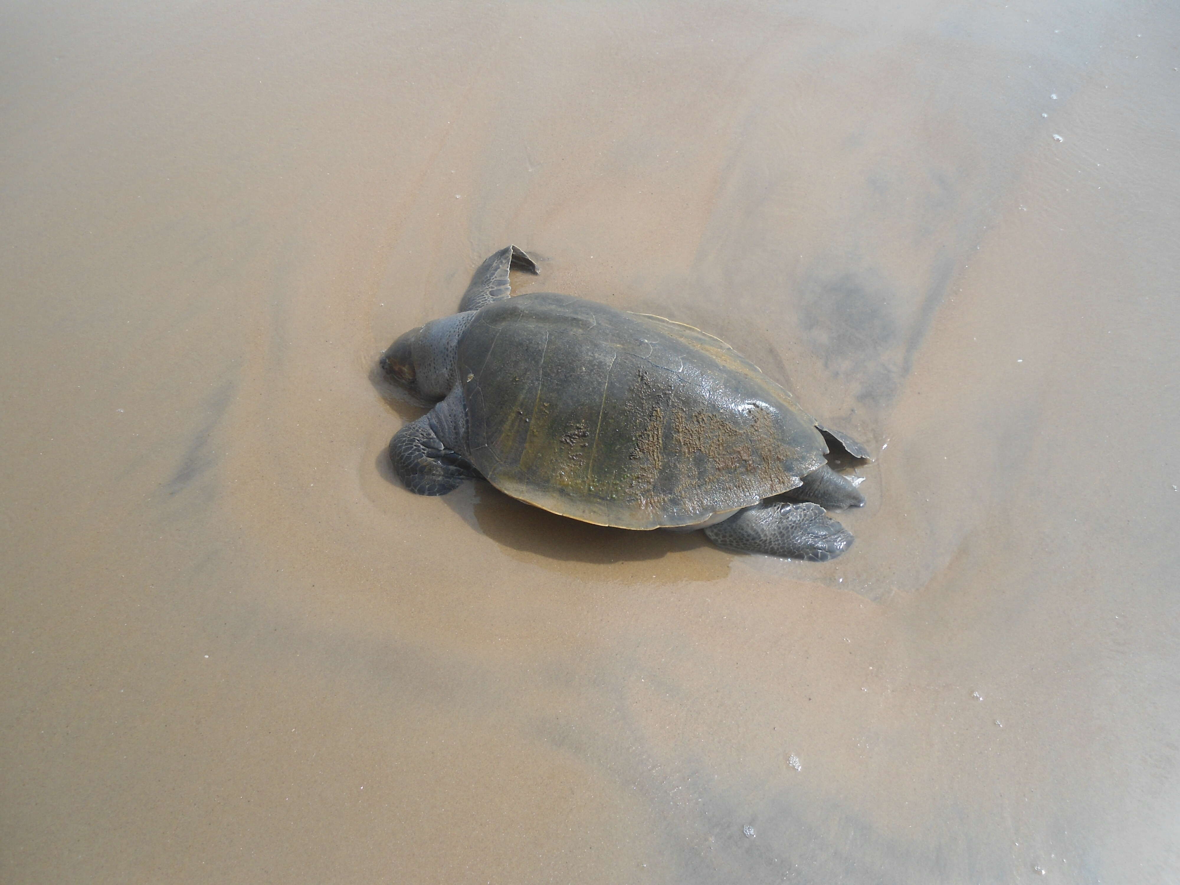 Lepidochelys resmi