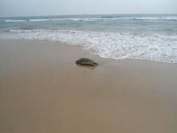 Image of Ridley sea turtles