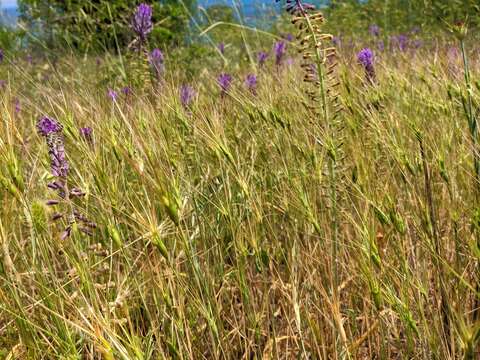 Image of Lorent's goatgrass